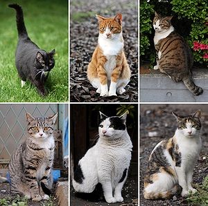 300px-collage_of_six_cats-01.jpg