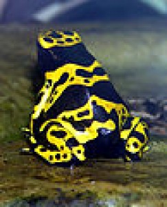 97px-yellow-banded_poison_dart_frog_arp.jpg