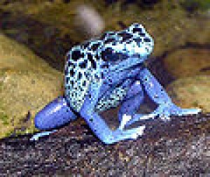 120px-blue_poison_dart_frog_arp.jpg